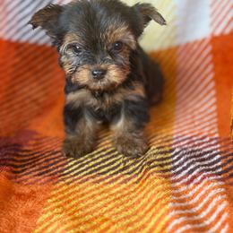 Smallest female - Black and tan female Yorkshire Terrier puppy in Coeburn, Virginia from Southern Sweetheart Kennels
