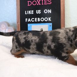 Dachshund Puppies from Kingpin Doxies