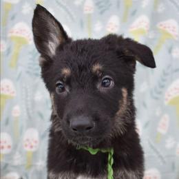Green Boy - Black and tan male German Shepherd puppy in Grants Pass, Oregon from Granville German Shepherds