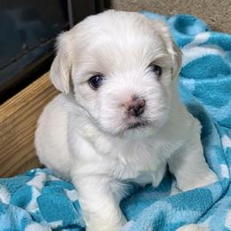 Molly - White female Coton de Tulear puppy in Mead, Oklahoma from Bar W Cotons
