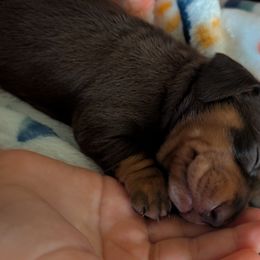 Dachshunds and Pugs from Manpaw Puppies