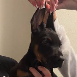Spencer - Black and rust male Doberman Pinscher puppy in Newberg, Oregon from De Mata Dobermann Kennel
