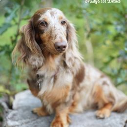 Sarah - Dachshund