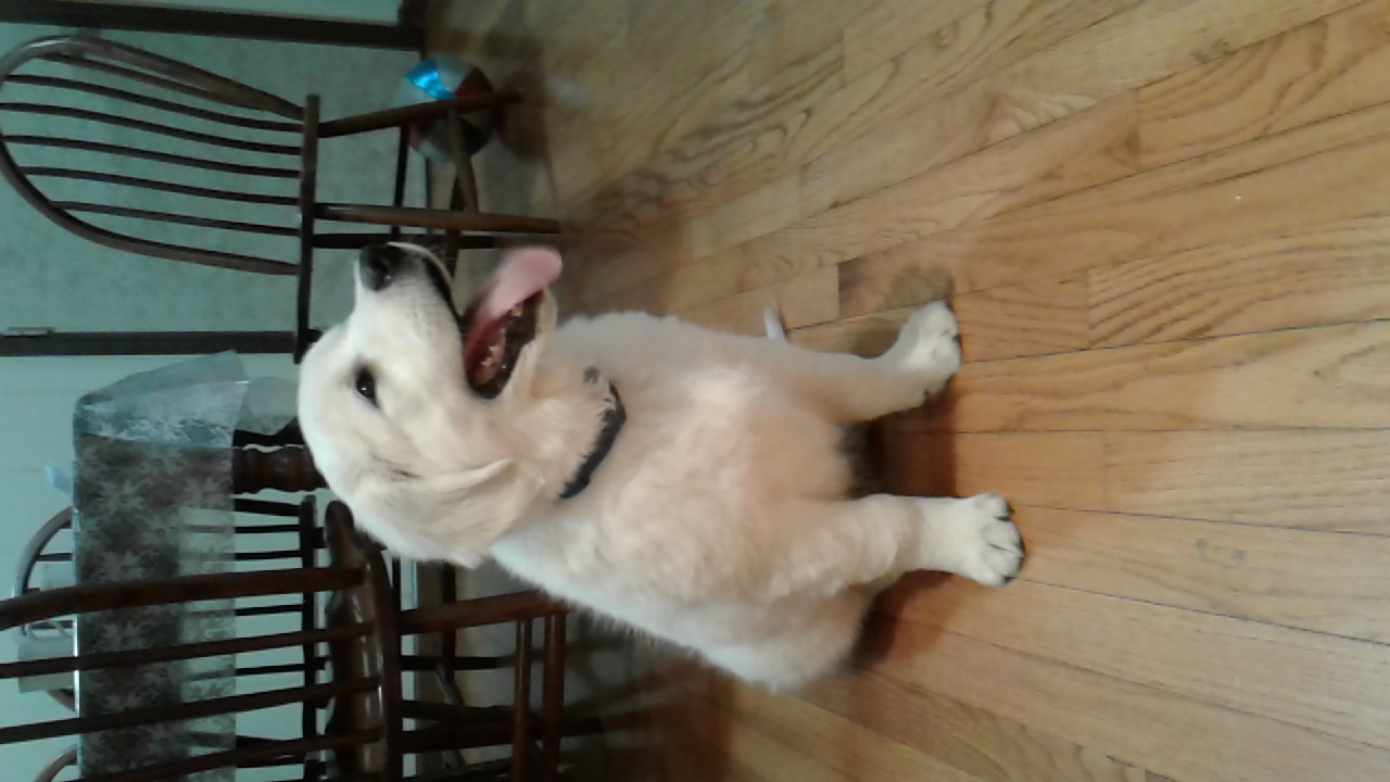 Golden Retriever Puppies from Golden family companion's