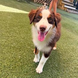 Kit - Red tri-color female Miniature American Shepherd puppy in Garysburg, North Carolina from Schaefer's Miniature American Shepherds