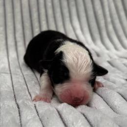 River - Tri-color female Border Collie puppy in Fortson, Georgia from Southern Wind Farms