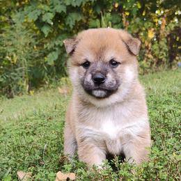 Cash - Red male Shiba Inu puppy in Clayton, Illinois from Adorable-Puppies