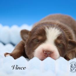 Vince - Red tri male Miniature Australian Shepherd puppy in Weeki Wachee, Florida from Arlington's Mini Aussies