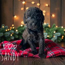 Sandy - Phantom female Goldendoodle puppy in Warrensburg, Missouri from Supreme Doodles