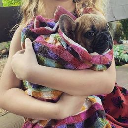 French Bulldog and Rottweiler Puppies from Starkhaus Rottweilers