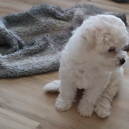 Bichon Frise Puppies from My Beautiful Bichons