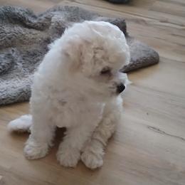 Bichon Frise Puppies from My Beautiful Bichons