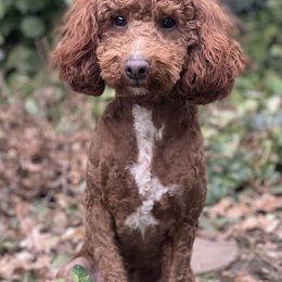 Goose - Poodle