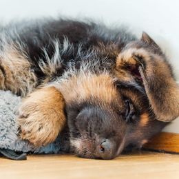 German Shepherd Puppies from vom Haus Jurincie