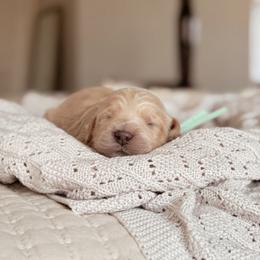 Goldendoodle puppies from Desert Ridge Doodles