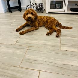 Buttercup - Goldendoodle