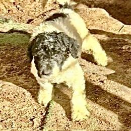 Harvest - Parti female Poodle puppy in Meadowbrook, California from Standard Poodle Pups