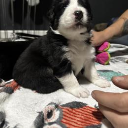 Australian Shepherd Puppies from Hamilton Farms
