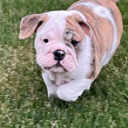 Bulldog Puppies from Tonya Clouser