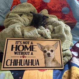 Boy 3 - Black and tan male Chihuahua puppy in Scranton, Pennsylvania from Grammy Farm