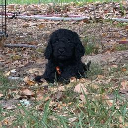 Master Franklin - Black male Goldendoodle puppy in Huntingdon, Tennessee from McCaslin's Doddles