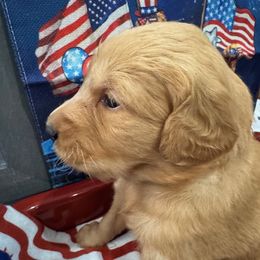 5th Pick Boys - Dark golden male Golden Retriever puppy in Aumsville, Oregon from Bigfoot Goldens AKC Registered Dark Red