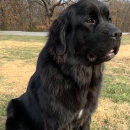 AKC Ms. Gabby - Black female Newfoundland puppy in Marshall, Missouri from Majestic Gentle Giants