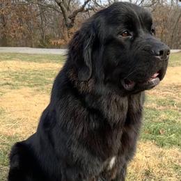 AKC Ms. Gabby - Black female Newfoundland puppy in Marshall, Missouri from Majestic Gentle Giants