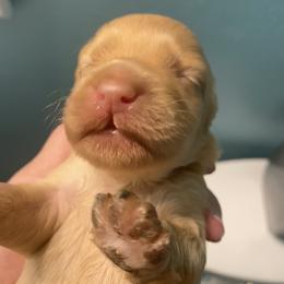 Australian Labradoodle and Double Doodle Puppies from Little Kingdom Doodles