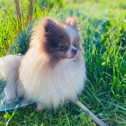 Pomeranians from Quail Cove Poms