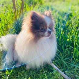 Pomeranians from Quail Cove Poms