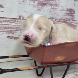 Ginger - Apricot female Goldendoodle puppy in Grabill, Indiana from Rose's Doodles