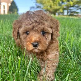 Sparky - Brown male Cavapoo puppy in Milton, Pennsylvania from Nita's Poodle Pooche's