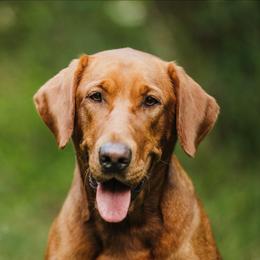 Scout - Labrador Retriever