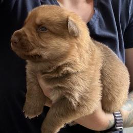 Sable Female 2 - Sable female German Shepherd puppy in Tafton, Pennsylvania from Pocono GSD
