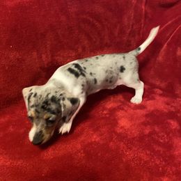 Pearl - Piebald female Dachshund puppy in Richmond, Virginia from Paw Prints