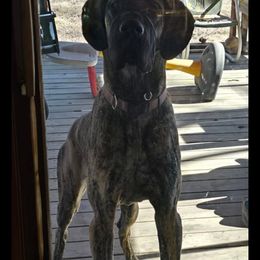 Great Dane All Grown Up from Port Bay Danes