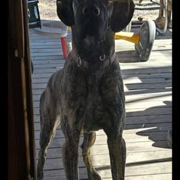 Great Dane All Grown Up from Port Bay Danes