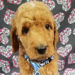 Bernedoodle, Goldendoodle, and Poodle Puppies from Granton Creek