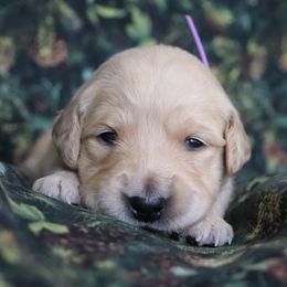 Fawn - Golden female Golden Retriever puppy in Great Falls, Montana from VS Golden Fields