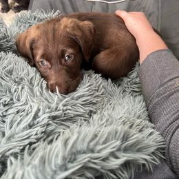 Goldendoodle, Labradoodle, and Poodle Puppies from Cuddles and Curls - NC Doodles