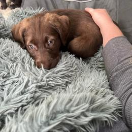 Goldendoodle, Labradoodle, and Poodle Puppies from Cuddles and Curls - NC Doodles