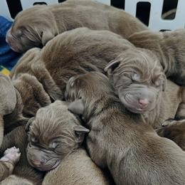 Boy 2 - Chocolate male Labrador Retriever puppy in Rock Hill, South Carolina from North Star Retrievers