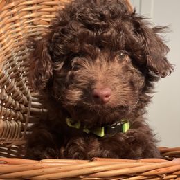 Aussiedoodle Puppies from Little Wonders Aussiedoodles