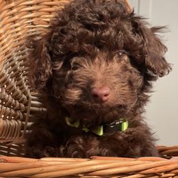 Aussiedoodle Puppies from Little Wonders Aussiedoodles
