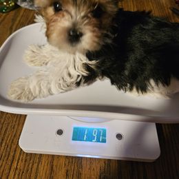 Nicolas - Parti male Yorkshire Terrier puppy in Sareki, Georgia from Melissa's Paw Impressions