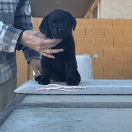 Girl 2 - Labrador Retriever puppy in Buckeye, Arizona from Foothills Labrador Retrievers