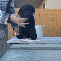 Girl 2 - Labrador Retriever puppy in Buckeye, Arizona from Foothills Labrador Retrievers