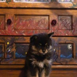 Bryce - Black female Pomsky puppy in Sumter, South Carolina from Emerald Skies Pomskies