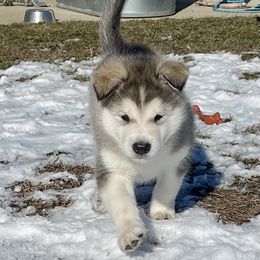 Alaskan Malamute Puppies from Fawn River Malamutes